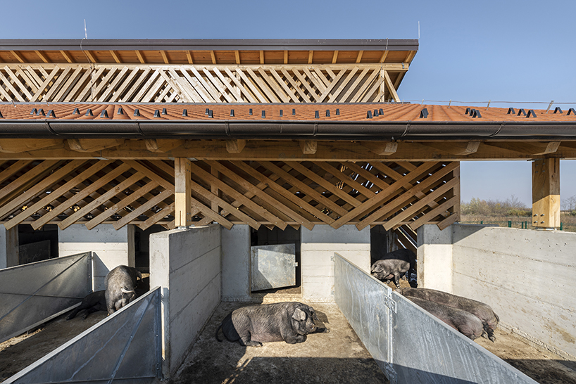 La ferme porcine écologique de l'architecture SKROZ en Croatie redéfinit les espaces d'élevage partagés