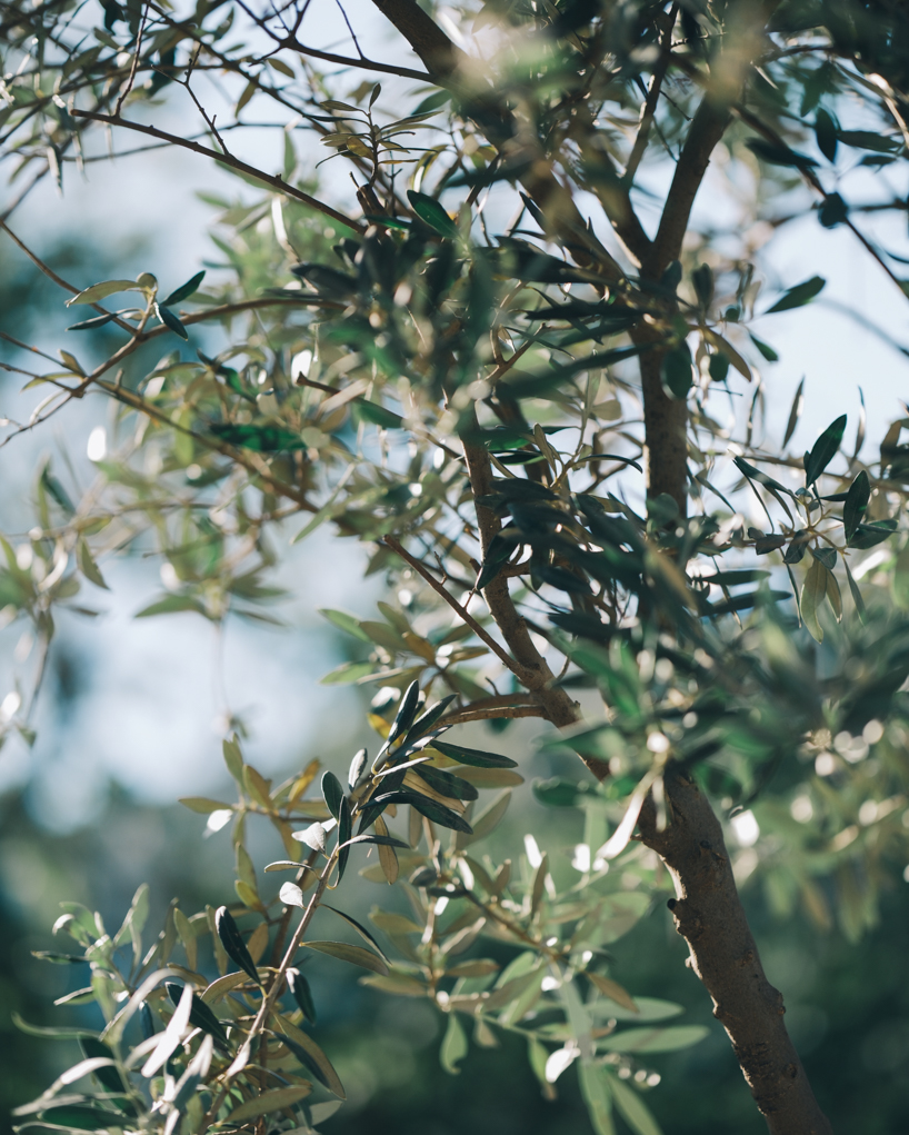 robotically 3d printed earth bricks wrap a multispecies habitat around an olive tree 3