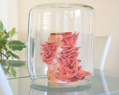 ‘mycelia house’ is a functional and minimal container for mushrooms