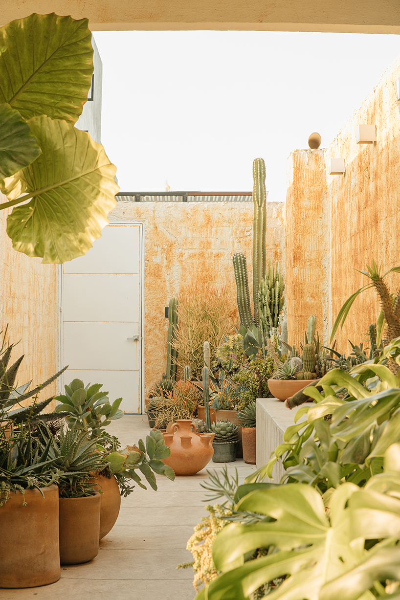 marc pascal transforms an existing rooftop into a cozy dessert like terrace in mexico city 1