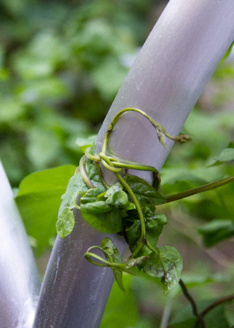 franklin st studio takes advantage of invasive plants for climate adaptive design 1