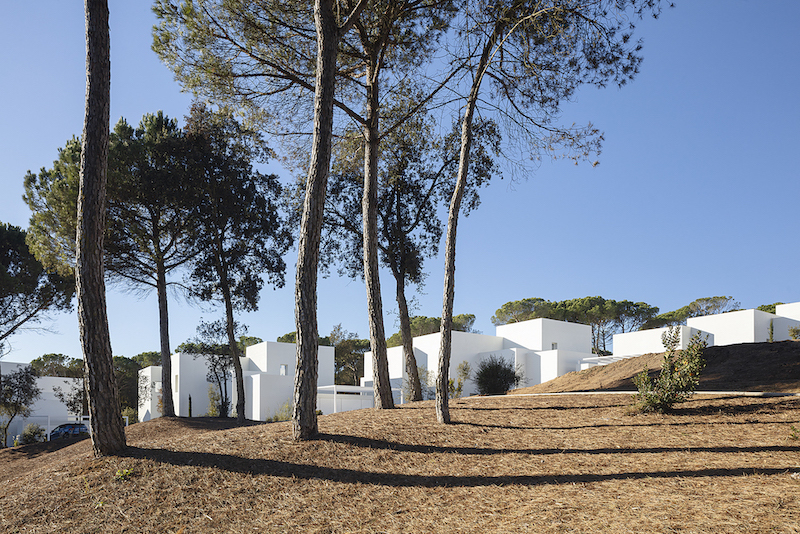 dozens of white cubes spread over a pine forest in the spanish countryside