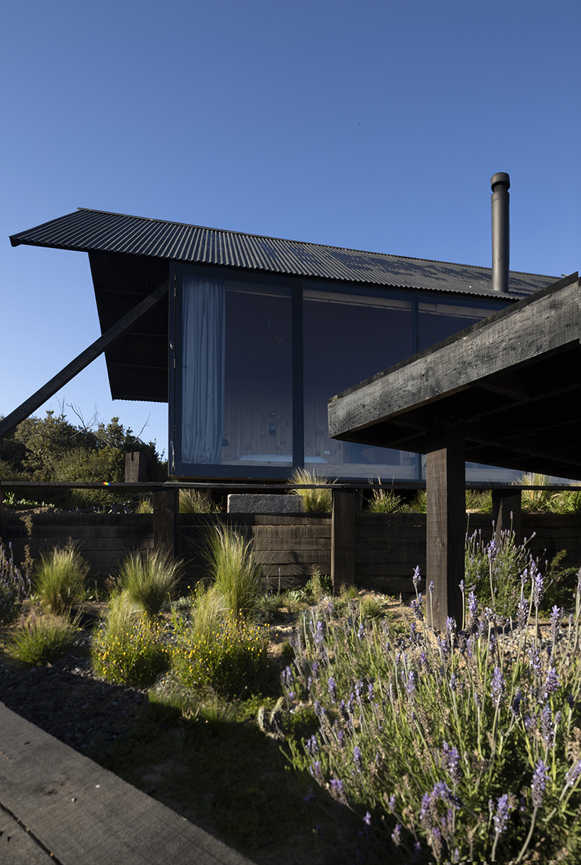 alfredo gonzalez briceño arquitectos' casa chica immerses residents in the chilean pine forest 