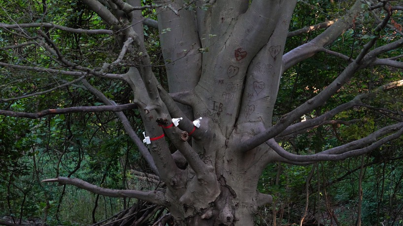 tree-mounted machines connect to web app to let users knock on wood remotely - 7