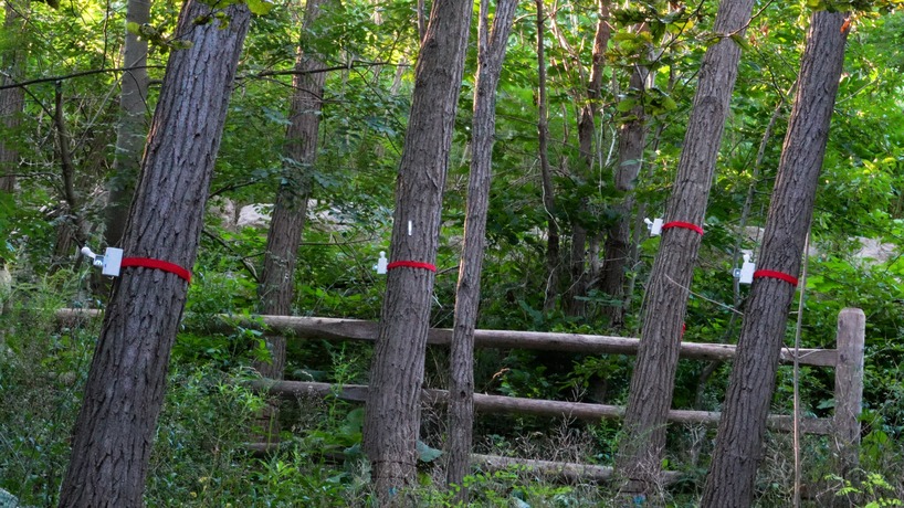tree-mounted machines connect to web app to let users knock on wood remotely - 8