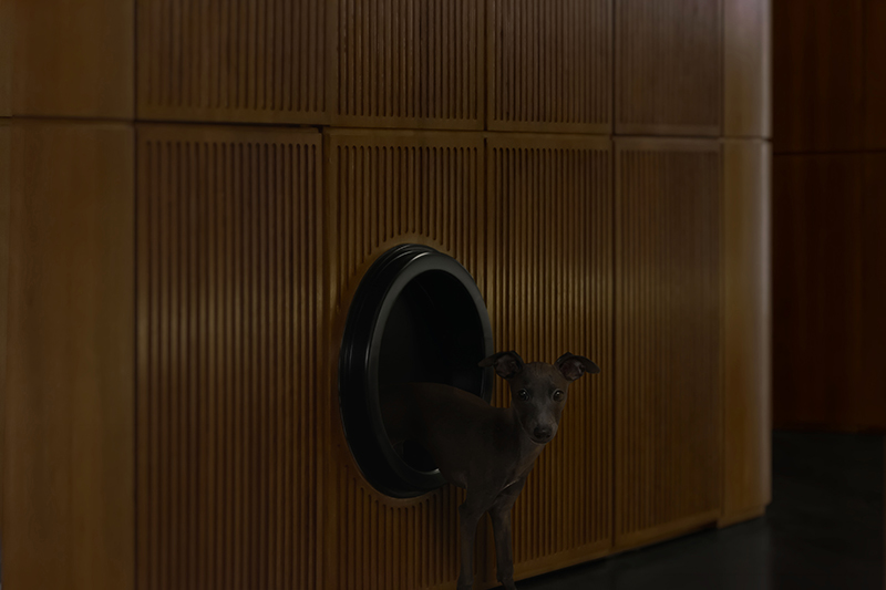 teakwood clads the interior of jackie xu residence in shanghai dedicated to owner's dogs