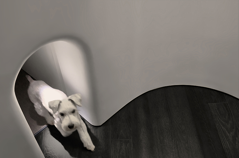 jackie xu private residence i a love letter to my dogs 8