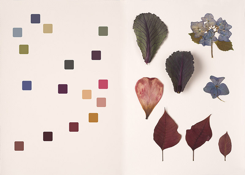 chromatic herbarium book captures a vivid living collection of the hues of nature