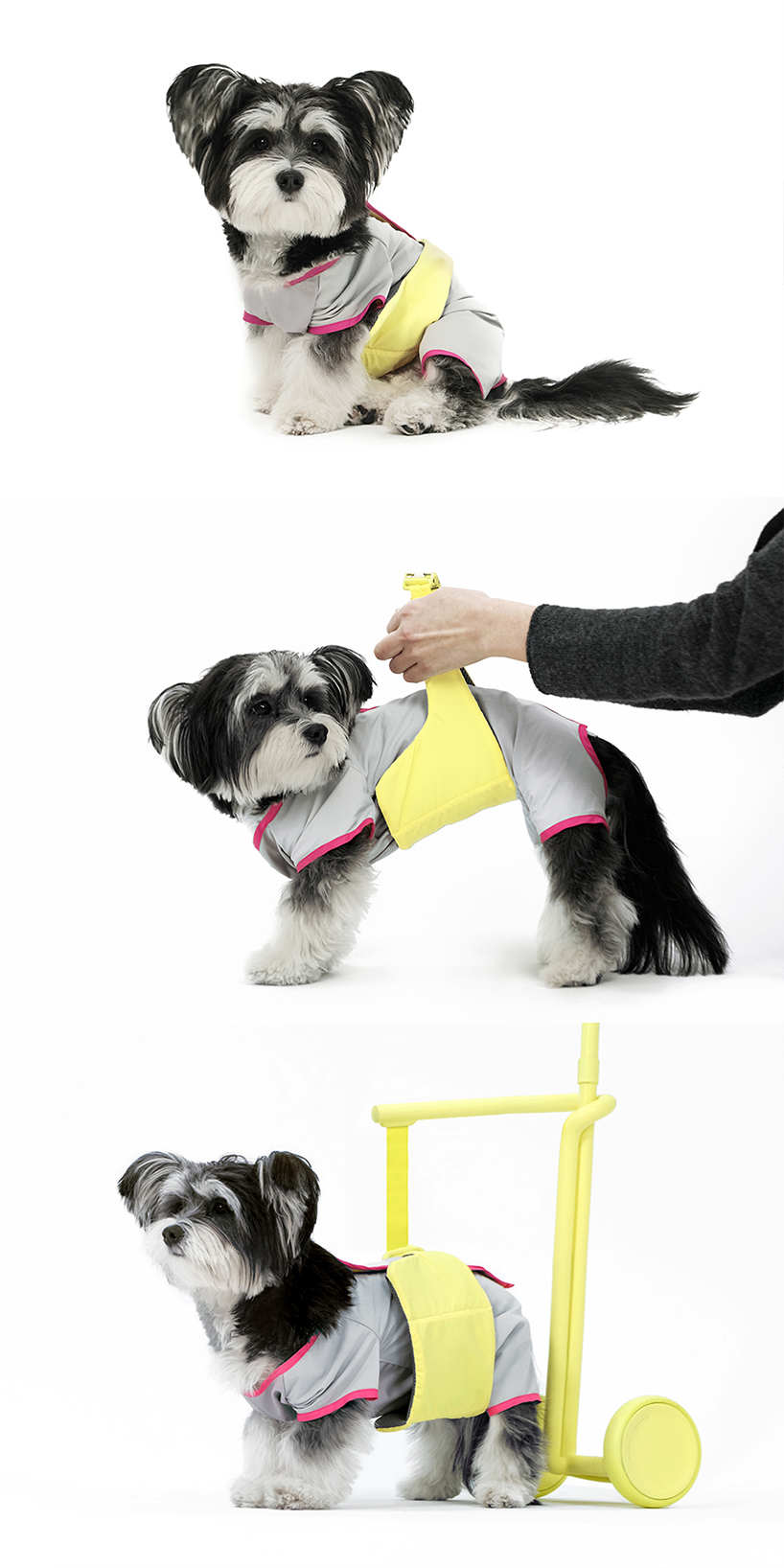 seatbelt-inspired walking aid ensures comfortable strolls with your elderly furry friends