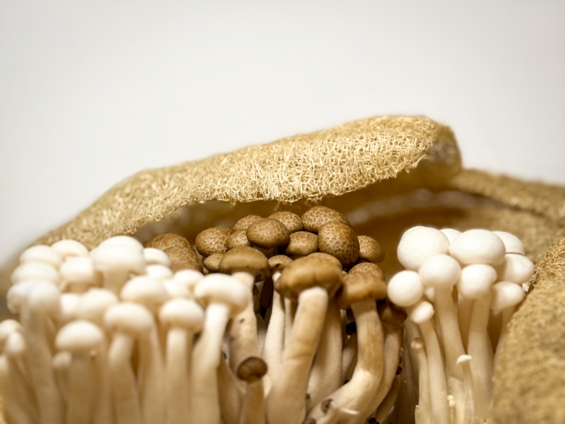 this mushroom lamp explores mycelium and luffa as composite biomaterial for lighting design - 7