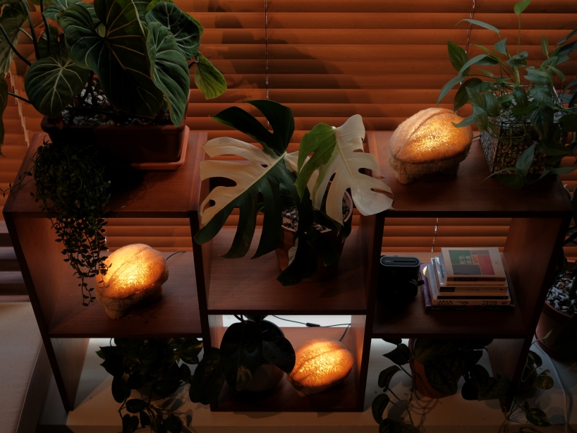 this mushroom lamp explores mycelium and luffa as composite biomaterial for lighting design - 5