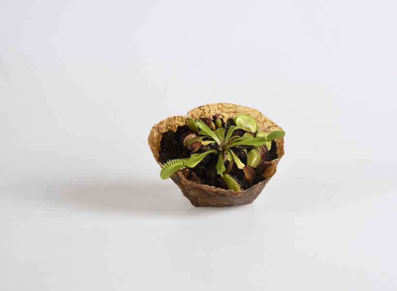reclaimed organic waste composes plastic-free biodegradable plant pots
