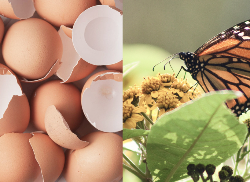 biodegradable modular nest made of eggshells attracts butterflies to city centers