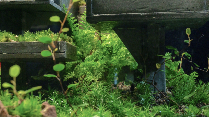 nature grows even on concrete mondobruto turns brutalism into living habitats 7