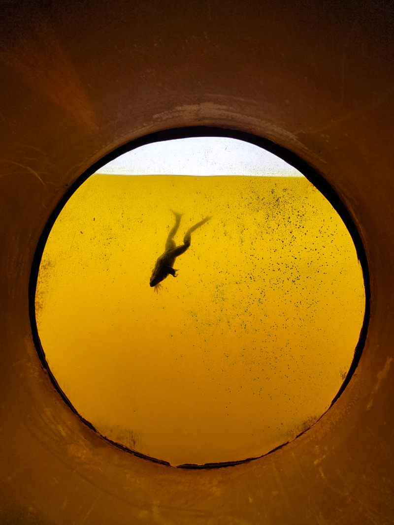 circular timber pavilion anchors wildlife and wetland restoration park in mexico - 12