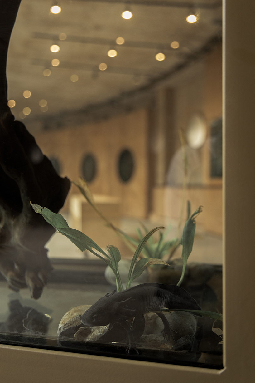 circular timber pavilion anchors wildlife and wetland restoration park in mexico - 10