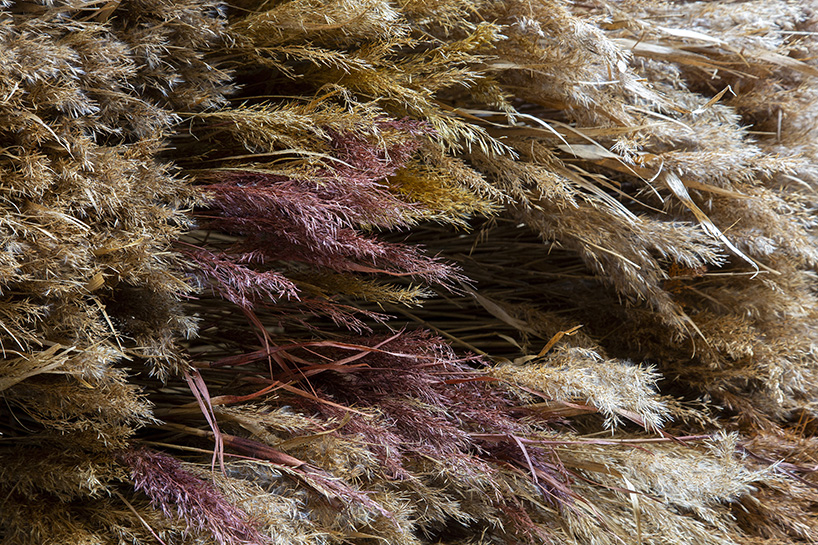 mirroring pillowed walls filled with reed grass compose sensory installation in montpellier