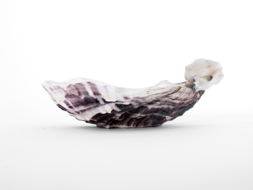 biomaterial tiles by fahrenheit 180 reimagine lisbon's azulejos with oyster shells and seaweed