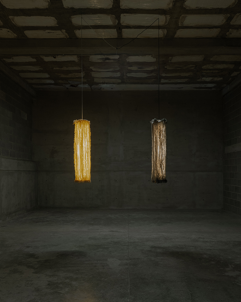bacterial cellulose transforms into translucent ruffled lighting sculptures