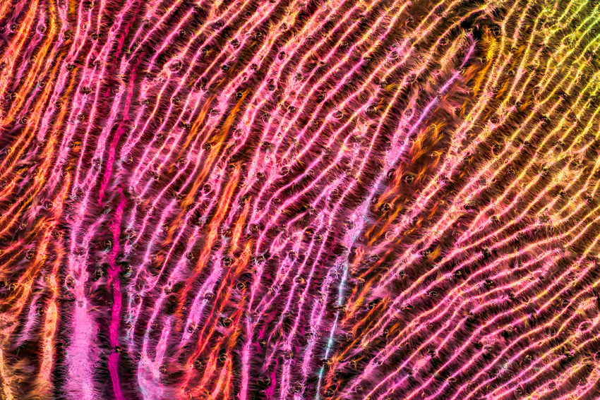 iridescent insect wings glow in chris perani&rsquo;s macro portraits series - 1