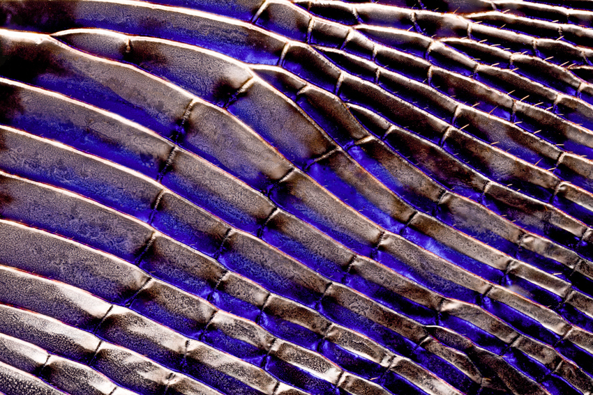iridescent insect wings glow in chris perani&rsquo;s macro portraits series - 10