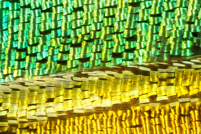 iridescent insect wings glow in chris perani&rsquo;s macro portraits series - 11