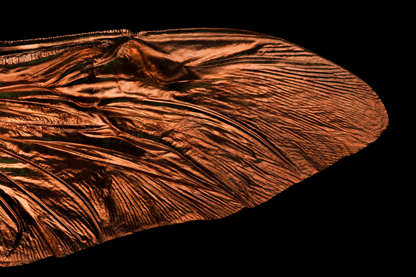 iridescent insect wings glow in chris perani&rsquo;s macro portraits series - 12