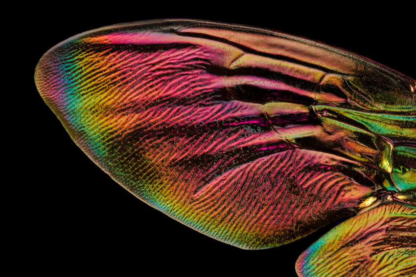 iridescent insect wings glow in chris perani&rsquo;s macro portraits series - 2