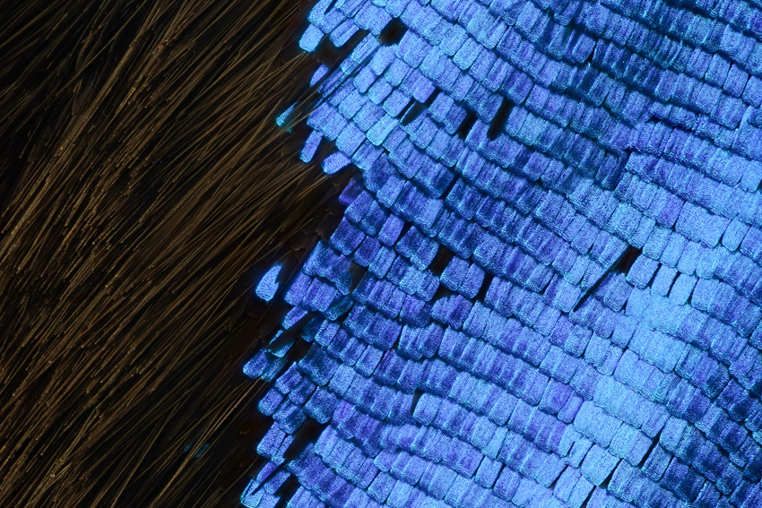 iridescent insect wings glow in chris perani&rsquo;s macro portraits series - 5