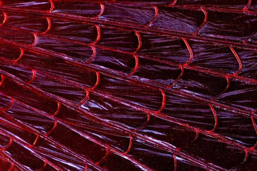 iridescent insect wings glow in chris perani&rsquo;s macro portraits series - 3