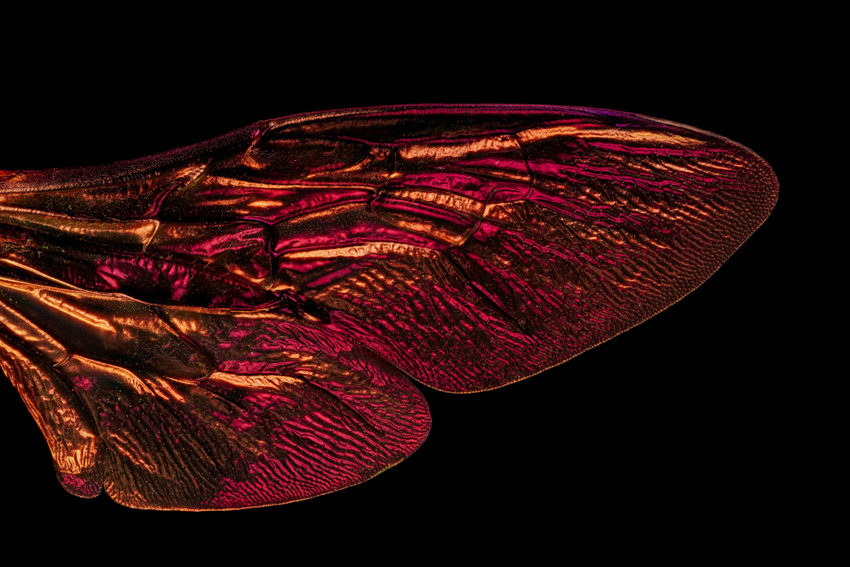 iridescent insect wings glow in chris perani&rsquo;s macro portraits series - 6