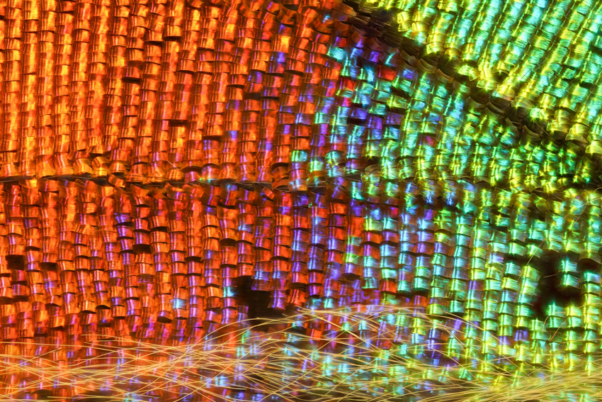 iridescent insect wings glow in chris perani&rsquo;s macro portraits series - 7