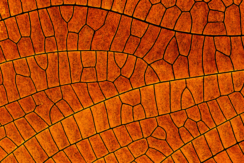 iridescent insect wings glow in chris perani&rsquo;s macro portraits series - 8