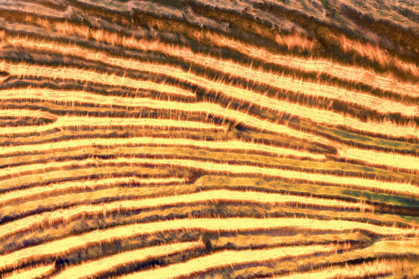 iridescent insect wings glow in chris perani&rsquo;s macro portraits series - 9