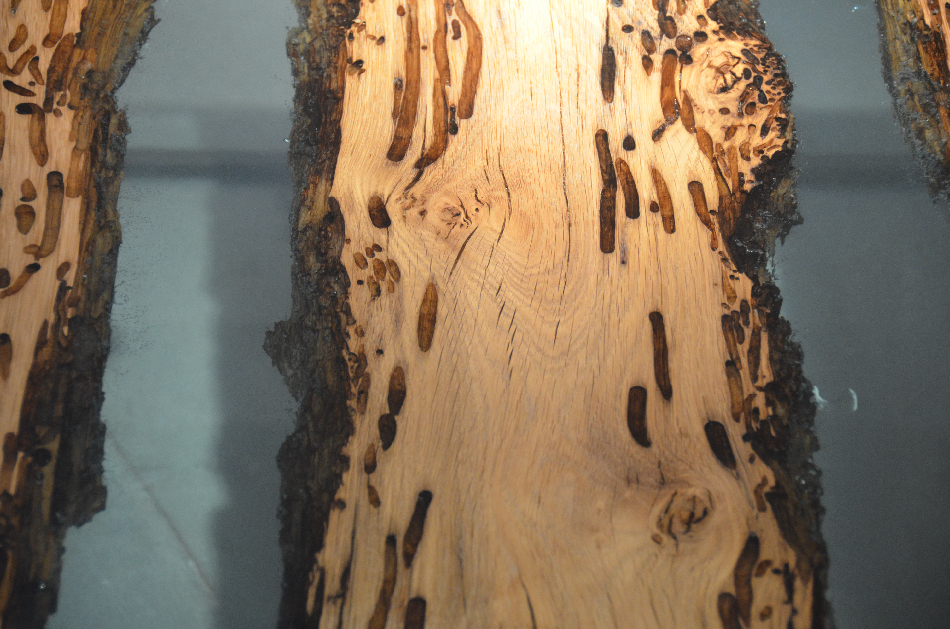 alcarol bricola collection at rossana orlandi gallery