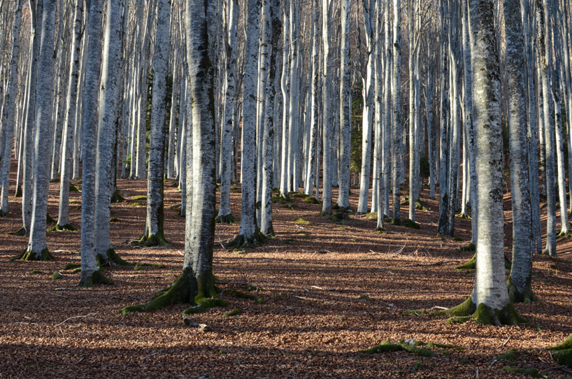 alcarol-fungi-collection-habitat
