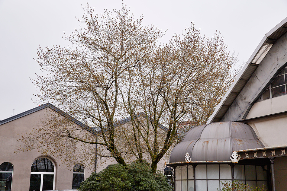 cavallerizze museo della scienza stables milan science museum studio ARCHIT luca cipelletti designboom