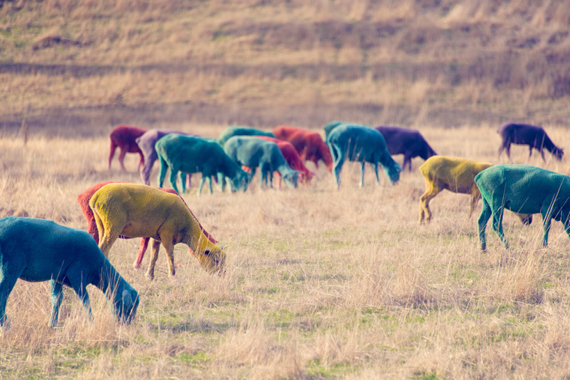 Gray Malin Frames A Flock Of Rainbow Colored Sheep For The Dream Series 