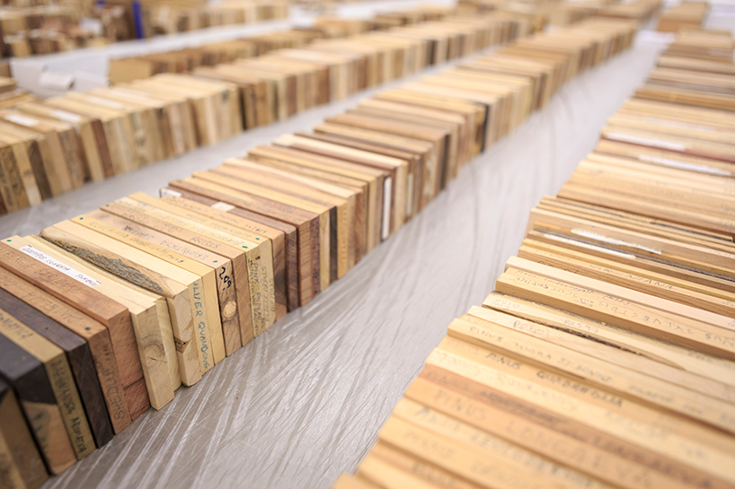 katie-paterson-zeller-moye-hollow-trees-designboom-100