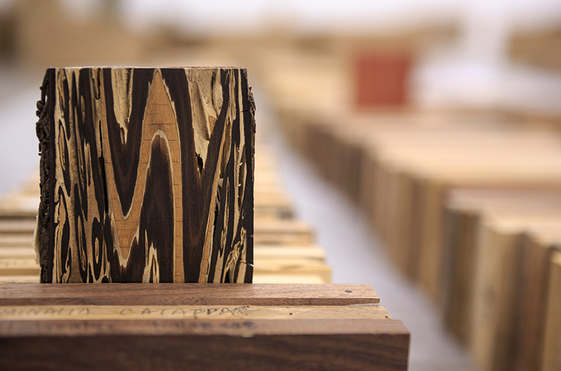 katie-paterson-zeller-moye-hollow-trees-designboom-102