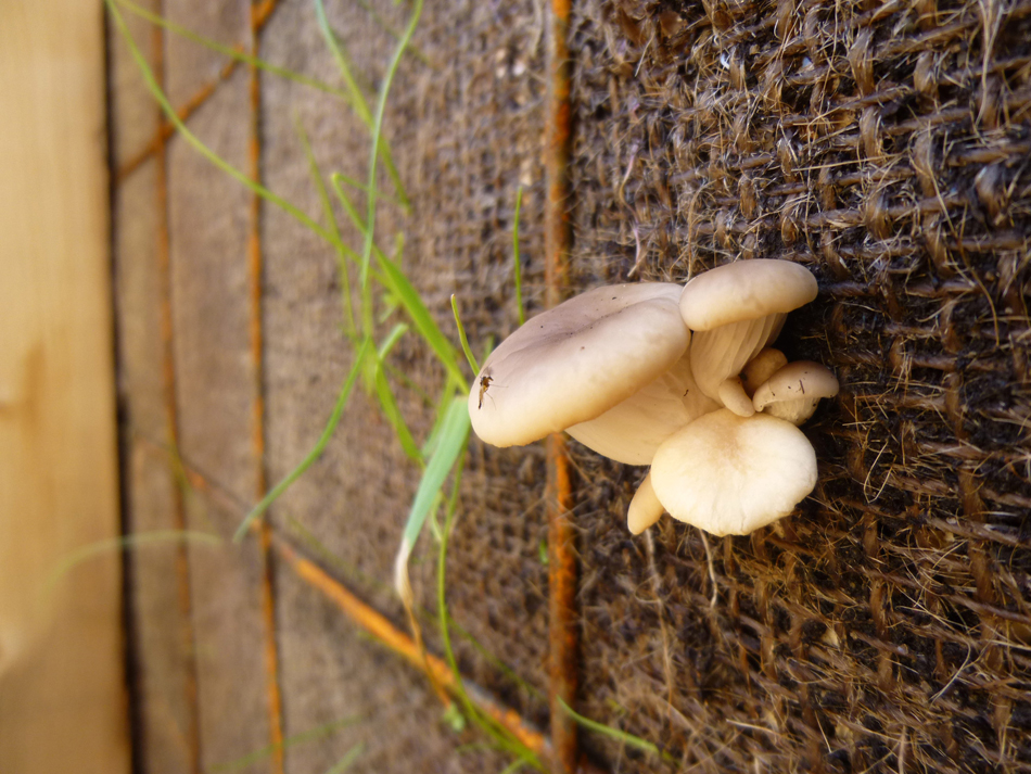 raumlabor fountain house montreal canada designboom