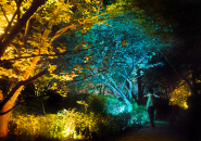 teamlab where the gods live designboom