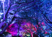 teamlab where the gods live designboom