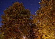 tree snake houses by luis and tiago rebelo de andrade