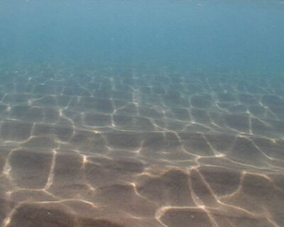 maya lin asks 'what is missing?' at times square