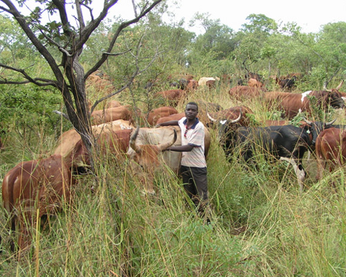 allan savory from the african center for holistic management wins 2010 buckminster fuller challenge