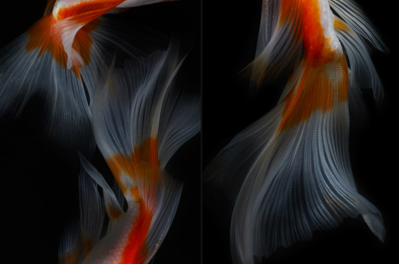 still life fish photography by hiroshi iwasaki 