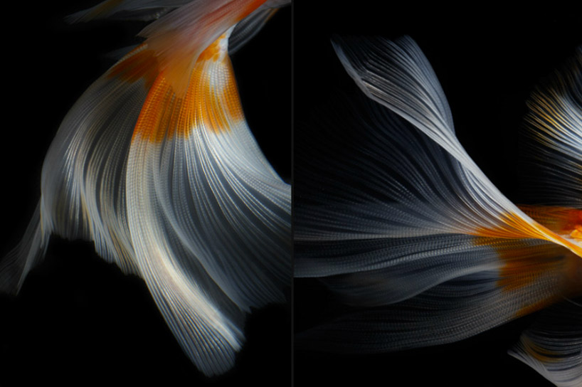 still life fish photography by hiroshi iwasaki 