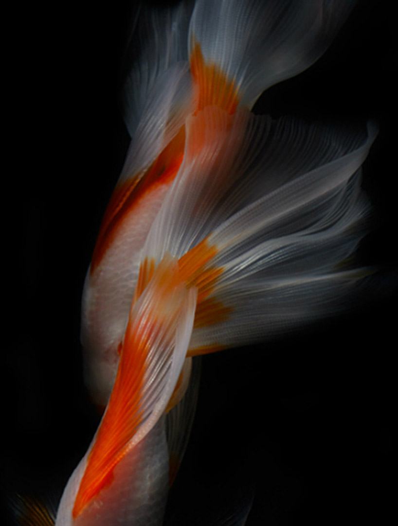 still life fish photography by hiroshi iwasaki 