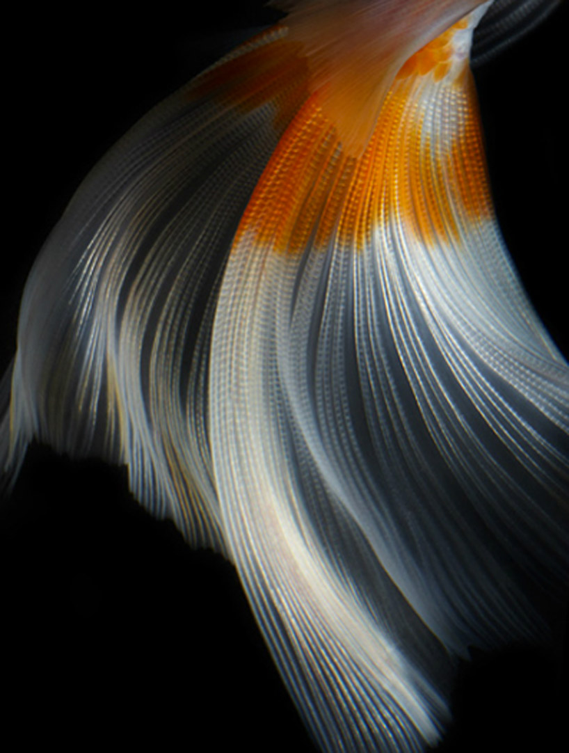 still life fish photography by hiroshi iwasaki 